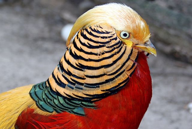 golden-pheasant