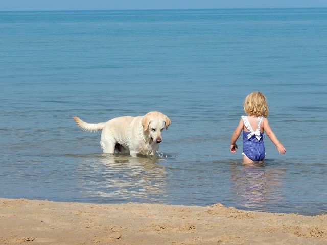 Why Your Dog Will Love St. Ignace, MI: Pet-Friendly Hotels & More!