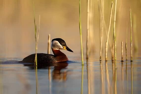 Your Guide To The Ultimate Birding Experience in St. Ignace Michigan